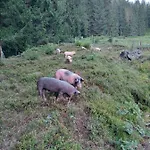 Bergseegut Und Apartment Wagrain