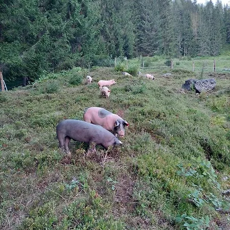 Bergseegut Und Apartmán Wagrain