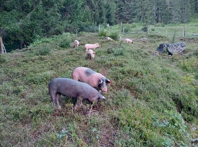 Bergseegut Und Apartment Wagrain